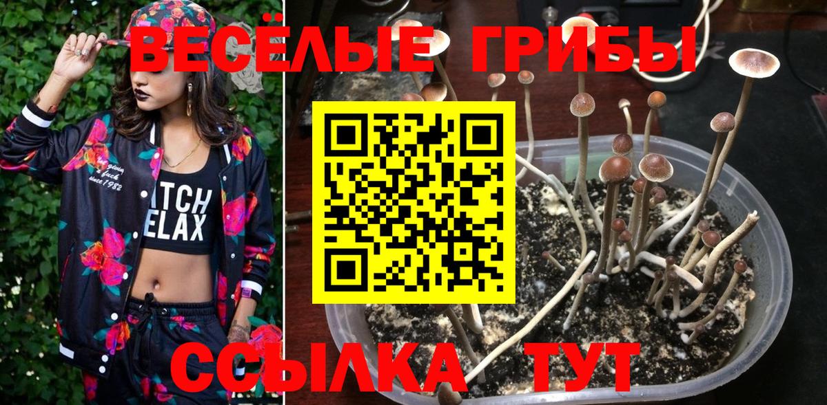 Алатырь  Псилоцибиновые грибы прущие грибы  Вход с VPN 
